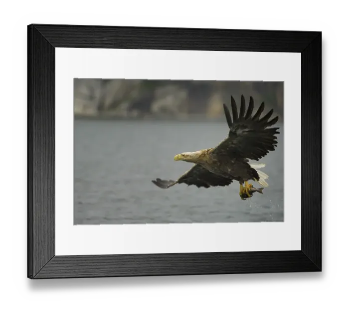 Framed Print : White-tailed eagle (Haliaeetus albicilla) hunting in midair