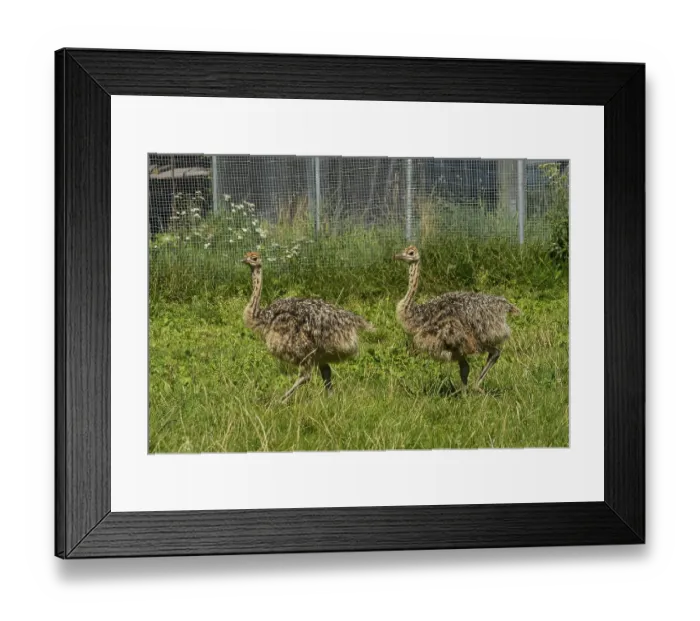 Framed Print : Common ostriches (Struthio camelus) on ostrich farm