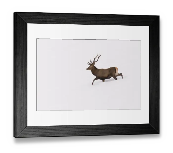 Framed Print : Red deer (Cervus elaphus) on a snow-covered slope, Stadelbacher Kar in the Naturpark Zillertaler Alpen mountain nature park, Zillertal, Tyrol, Austria, Europe Framed Print : Red deer (Cervus elaphus) on a snow-covered slope, Stadelbacher Kar in the Naturpark Zillertaler Alpen mountain nature park, Zillertal, Tyrol, Austria, Europe
