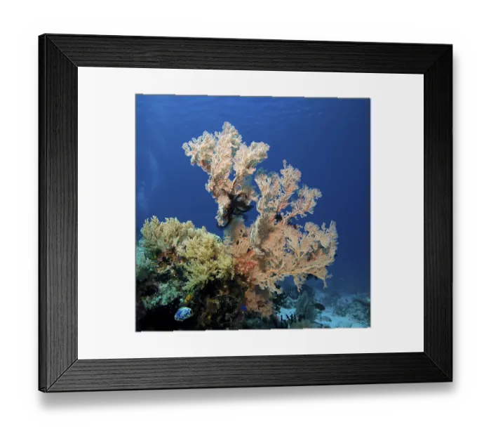 Framed Print : Coral reef overgrown with Gorgonia (Scleraxonia)