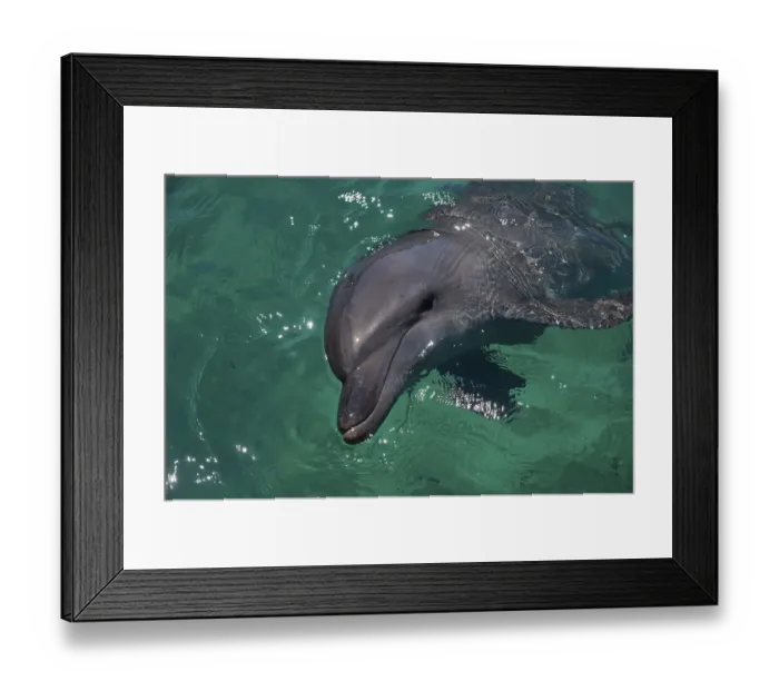 Framed Print : Common Bottlenose Dolphin (Tursiops truncatus) in the harbour of Honiara Framed Print : Common Bottlenose Dolphin (Tursiops truncatus) in the harbour of Honiara