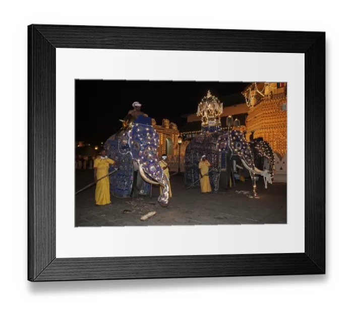 Framed Print : Decorated elephants, Dalada group with sacred elephant Maligawa Raja Framed Print : Decorated elephants, Dalada group with sacred elephant Maligawa Raja