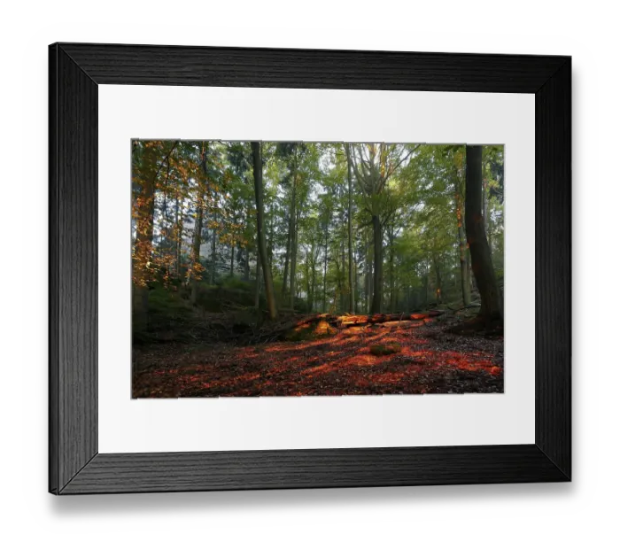 Framed Print : Autumn forest in the morning light
