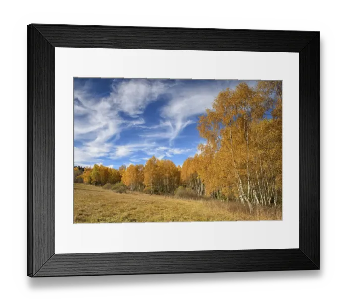 Framed Print : Birches (Betula) in autumn, sumava National Park