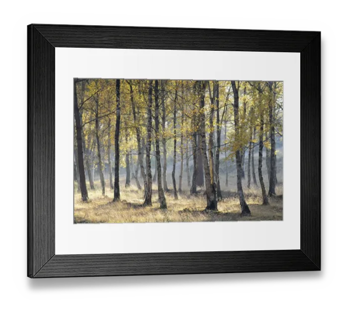Framed Print : Birch forest (Betula pendula) in autumn