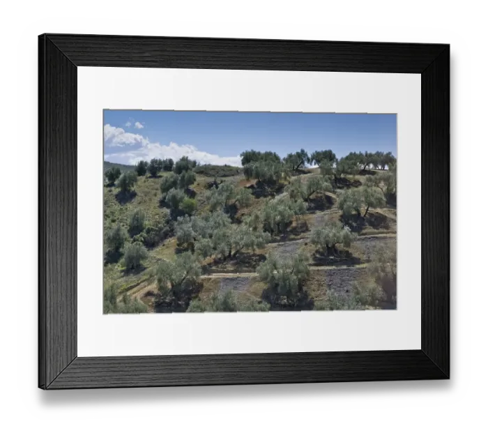 Framed Print : Olive (Olea europaea) grove, Andalusia