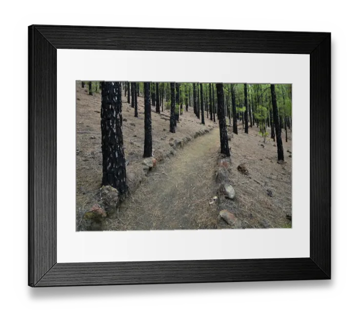 Framed Print : Pine forest with Canary pines (Pinus canariensis) Framed Print : Pine forest with Canary pines (Pinus canariensis)