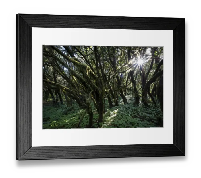 Framed Print : Cloud forest, laurel forest, Garajonay National Park Framed Print : Cloud forest, laurel forest, Garajonay National Park