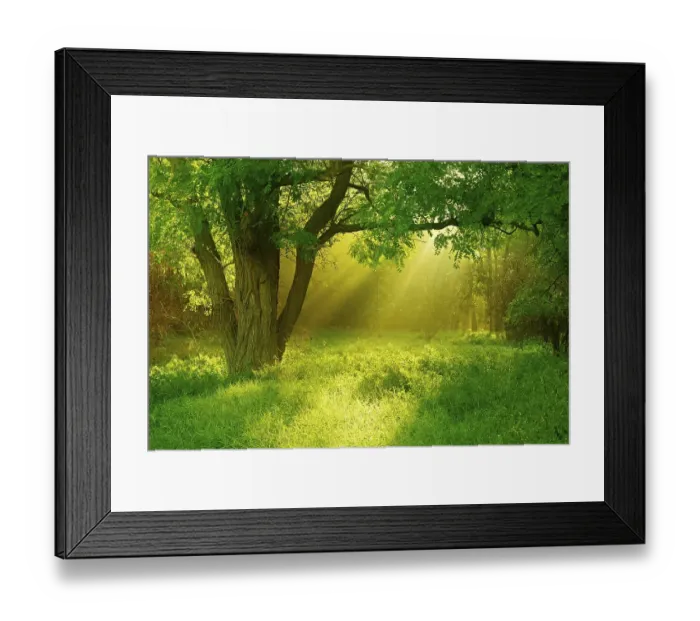 Framed Print : Morning atmosphere in the forest