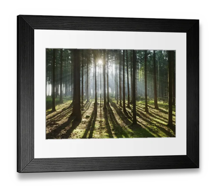 Framed Print : Light-flooded spruce forest, sun shines