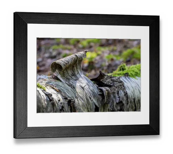 Framed Print : Deadwood in mixed forest, weathered tree trunks Framed Print : Deadwood in mixed forest, weathered tree trunks