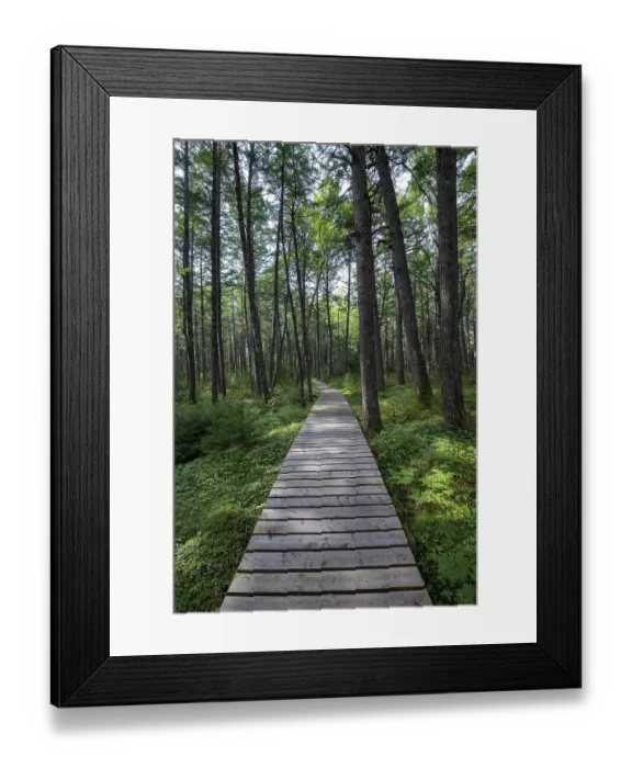 Framed Print : Wooden walkway through light coniferous forest in Kejimkujik National Park