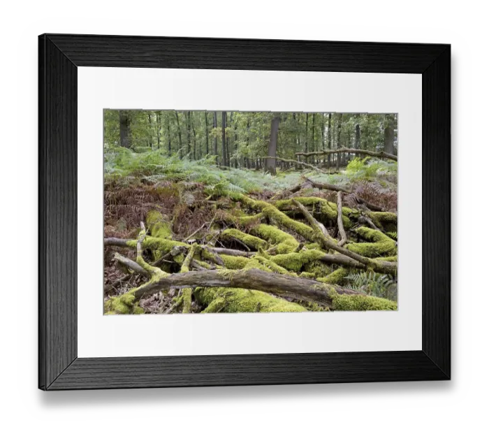 Framed Print : Deciduous forest, oak trees (Quercus) Framed Print : Deciduous forest, oak trees (Quercus)