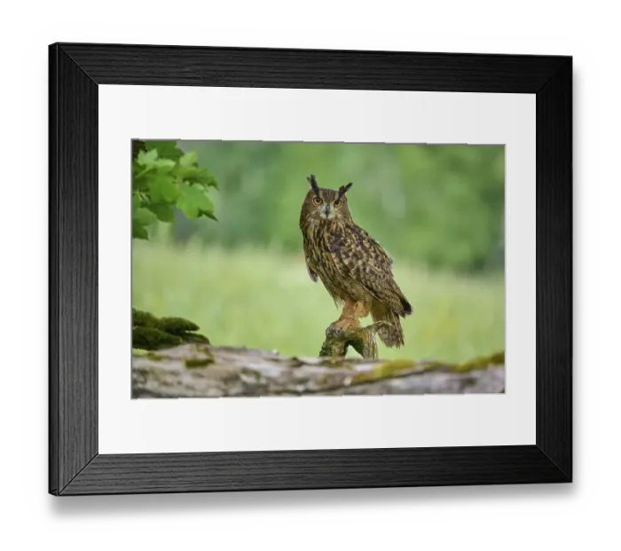 Framed Print : Eurasian eagle-owl (Bubo bubo)