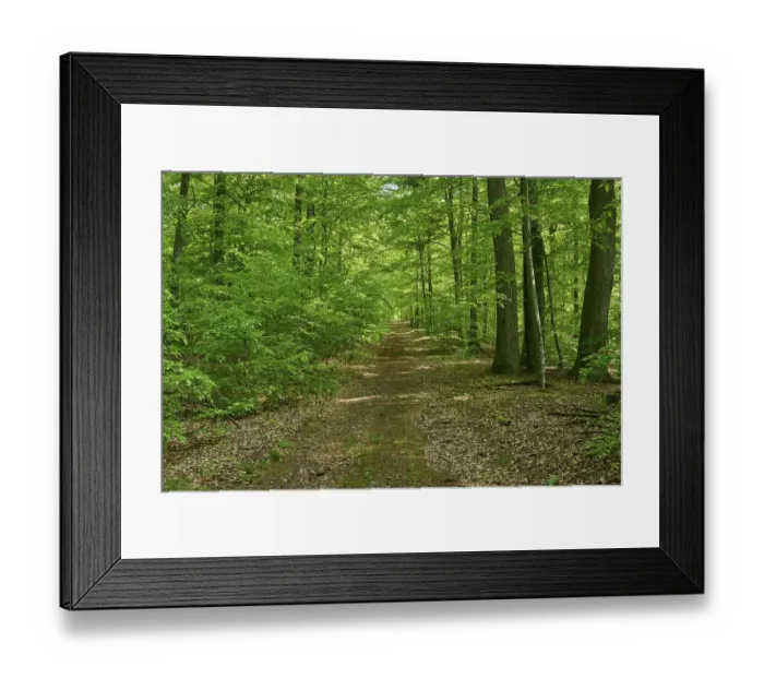 Framed Print : Path, forest, beech, spring, Altenbuch