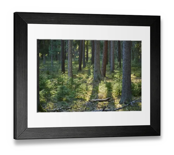 Framed Print : Norway spruce (Picea abies) forest Framed Print : Norway spruce (Picea abies) forest