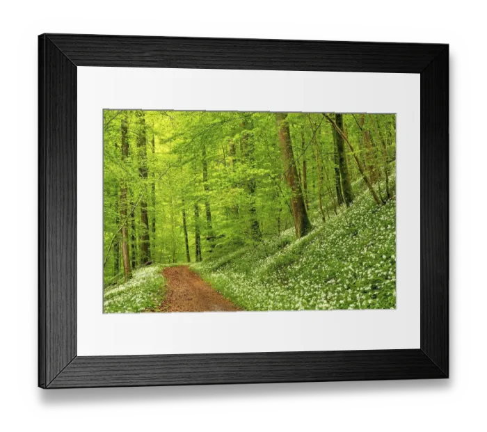 Framed Print : Hiking trail through Common beeches forest (Fagus sylvatica)