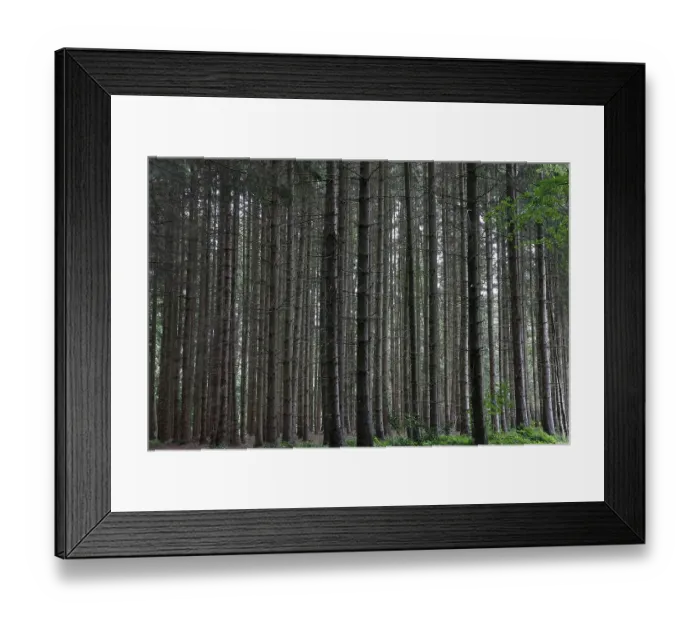 Framed Print : Spruces (Picea abies), pole forest Framed Print : Spruces (Picea abies), pole forest