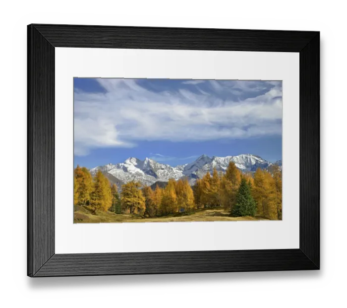 Framed Print : Larch forest (Larix) in autumn Framed Print : Larch forest (Larix) in autumn