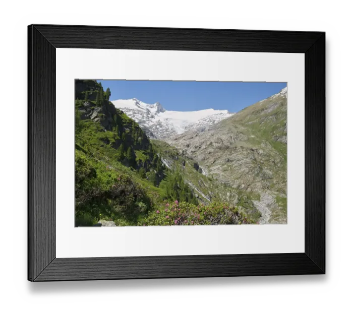 Framed Print : Grossvenediger with alpine roses Framed Print : Grossvenediger with alpine roses