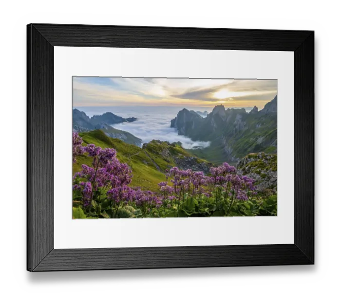 Framed Print : Blooming flowers, Alpstein, Meglisalp valley at sunrise