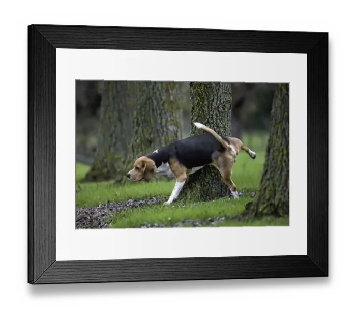 Framed Print : Tricolour Beagle dog urinates against tree in forest