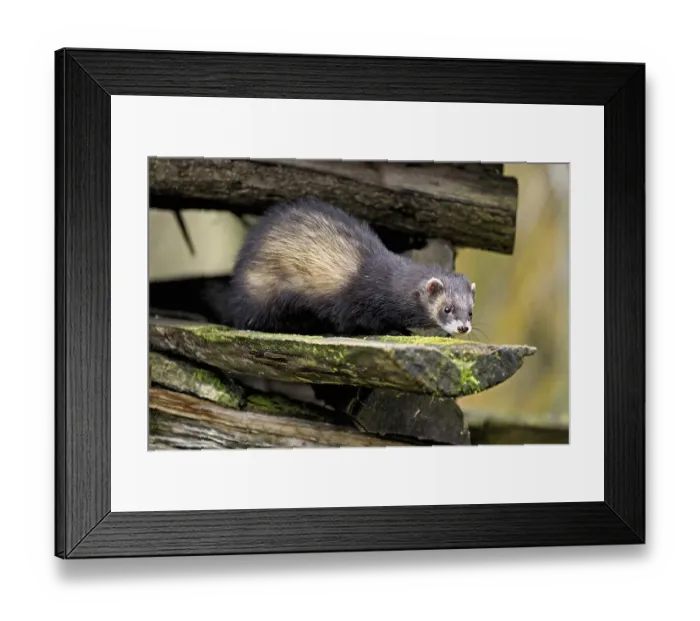 Framed Print : European polecat (Mustela putorius) also called ferret