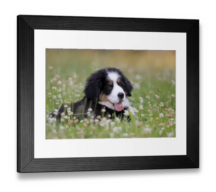 Framed Print : Bernese Mountain domestic dog (Canis lupus familiaris) puppy Framed Print : Bernese Mountain domestic dog (Canis lupus familiaris) puppy