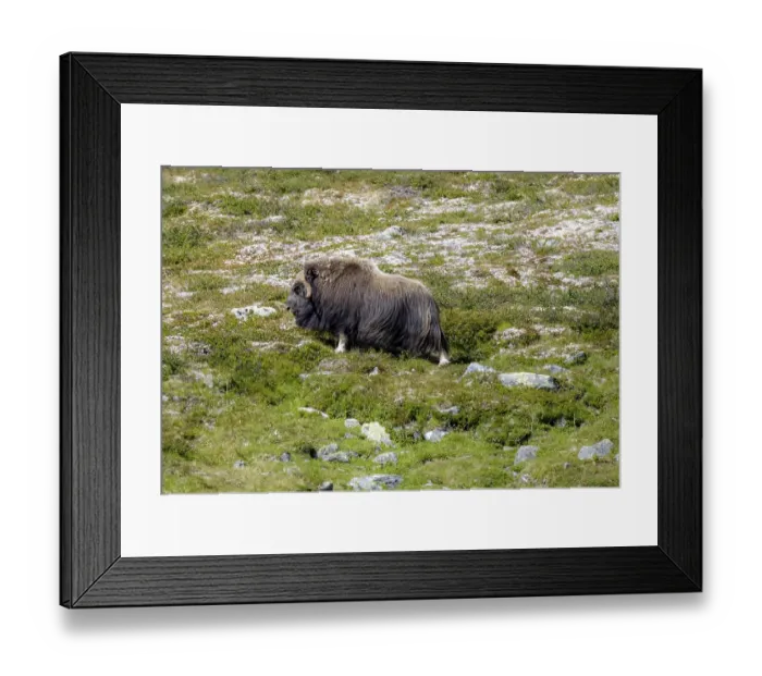 Framed Print : Musk ox (Ovibos moschatus) in the fjell