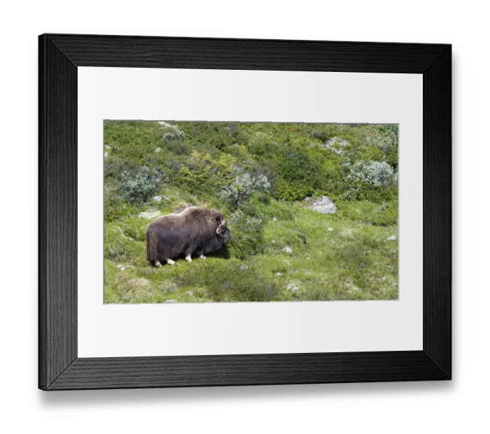 Framed Print : Musk ox (Ovibos moschatus) in the fjell