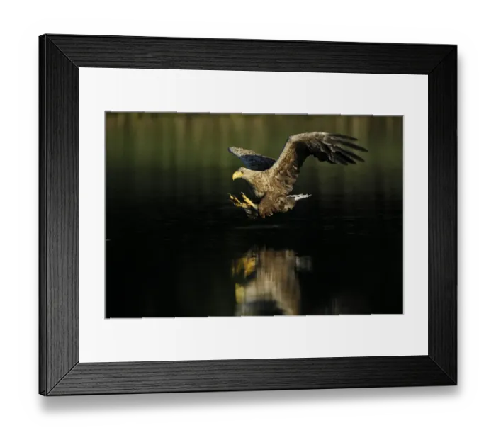 Framed Print : White tailed eagle (Haliaeetus albicilla) hunting