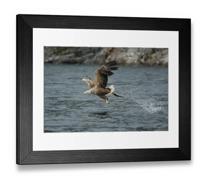 Framed Print : White-tailed eagle (Haliaeetus albicilla) hunting in midair Framed Print : White-tailed eagle (Haliaeetus albicilla) hunting in midair