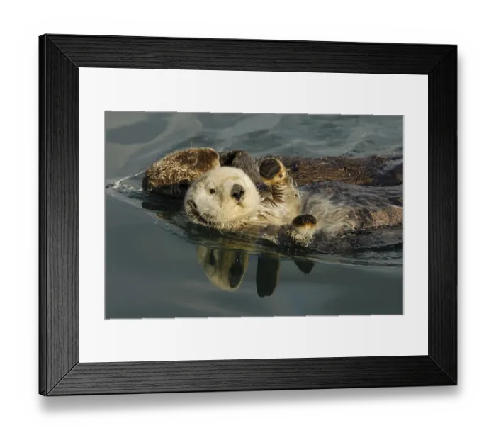 Framed Print : Sea otters (Enhydra lutris)