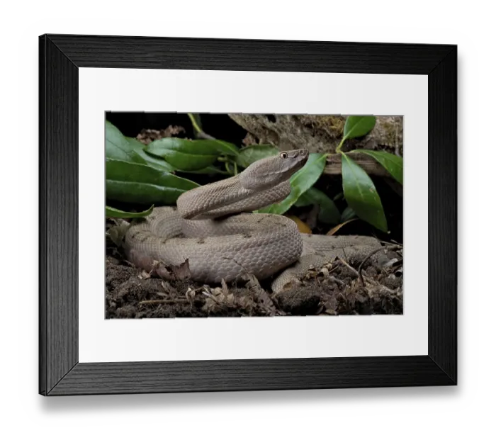 Framed Print : Tokara Habu (Protobothrops tokarensis), endemic to the Tokara Islands, Japan, Asia