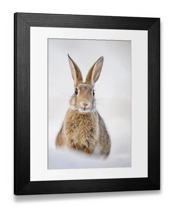 Framed Print : European or common rabbits (Oryctolagus cuniculus) on Baltic Sea dunes