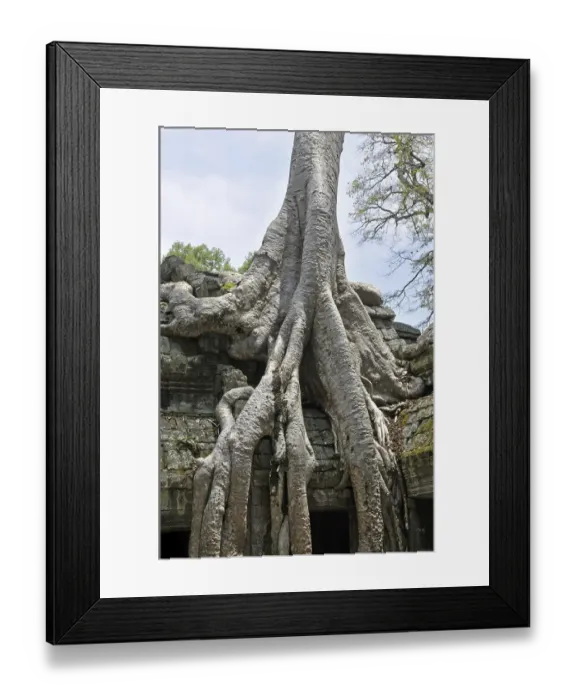 Framed Print : Tetrameles tree (Tetrameles nudiflora)