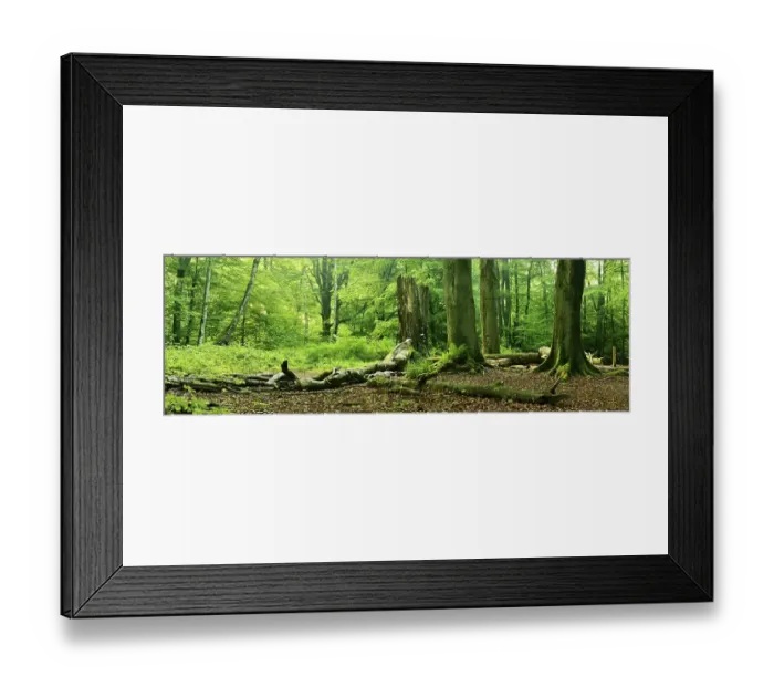 Framed Print : Old beech trees in a former pastoral forest Framed Print : Old beech trees in a former pastoral forest
