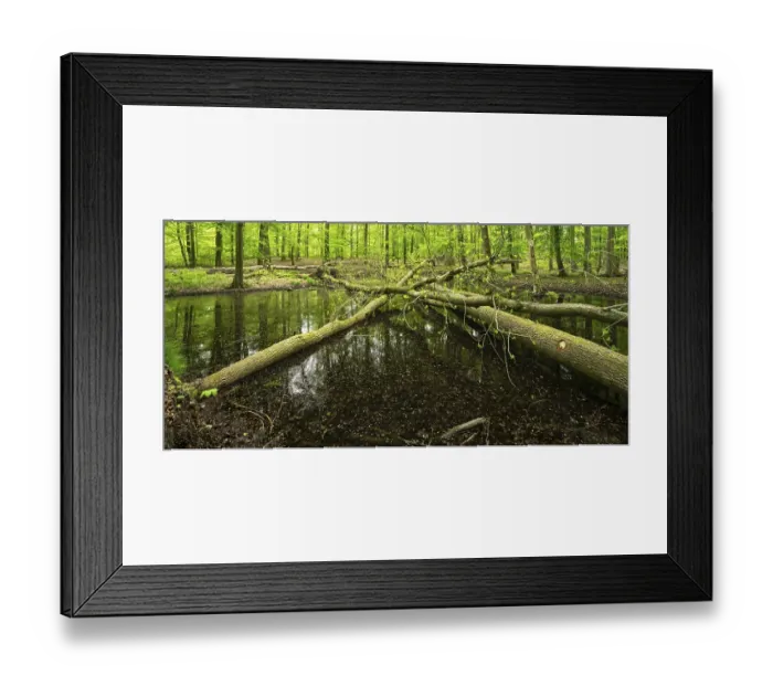 Framed Print : Pond with fallen trees, untouched forest in spring
