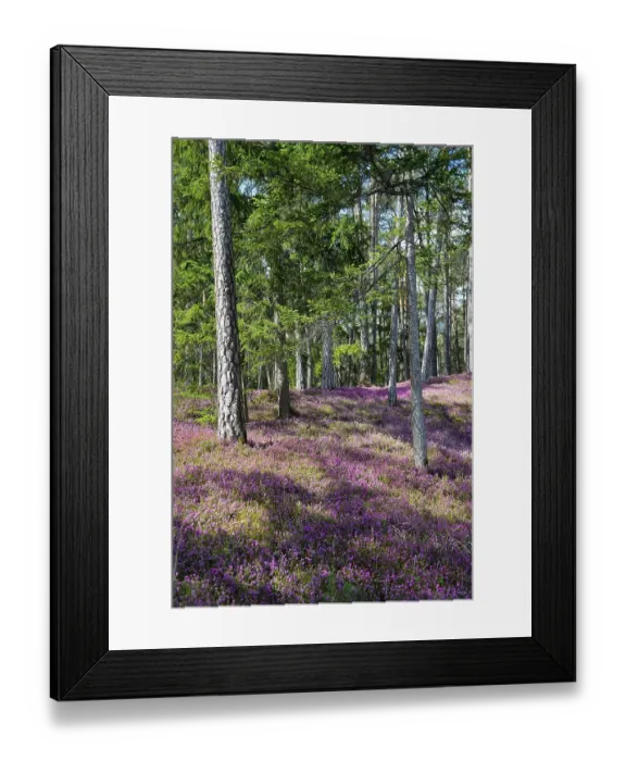 Framed Print : Blooming spring heaths (Erica carnea) in a forest