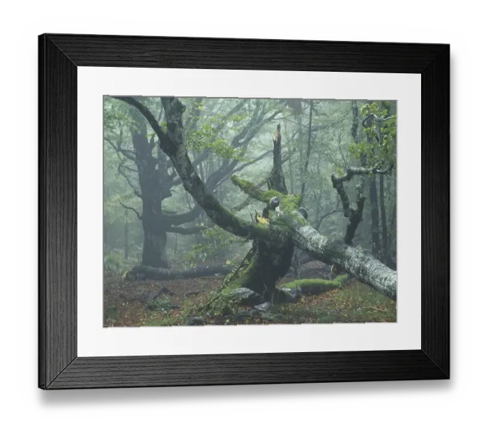 Framed Print : Old European Beech or Common Beech (Fagus sylvatica) Framed Print : Old European Beech or Common Beech (Fagus sylvatica)