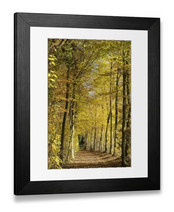 Framed Print : Path in the autumnally discoloured beech forest
