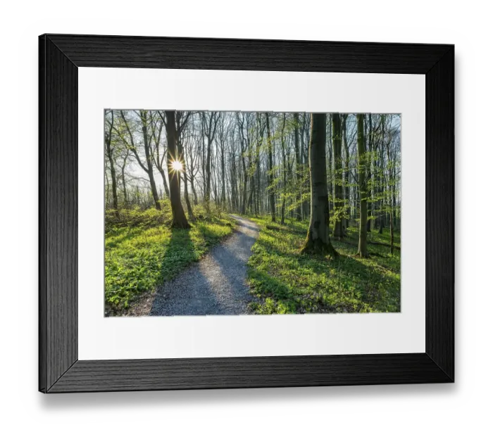 Framed Print : Hiking trail through Common beeches forest (Fagus sylvatica) in spring