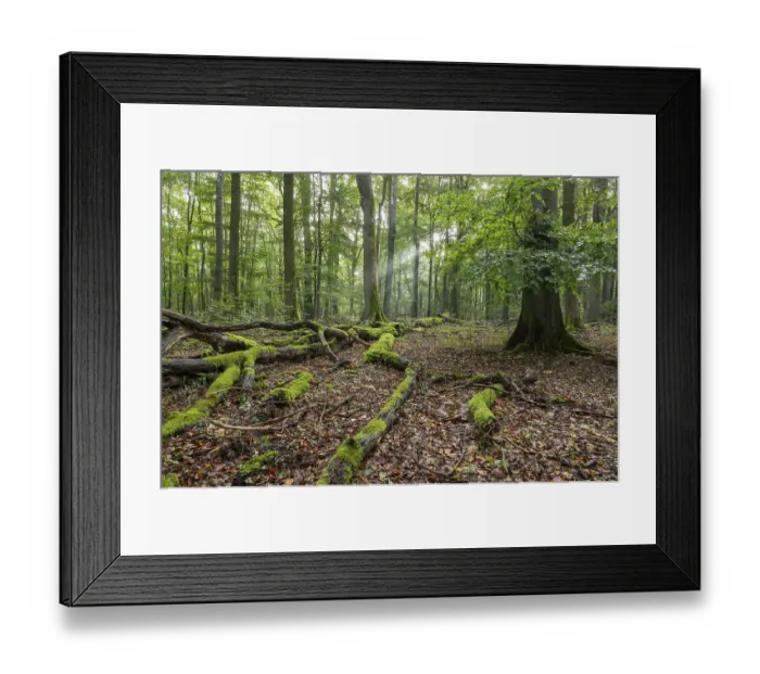 Framed Print : Near-natural mixed deciduous forest, moss-covered deadwood, sunbeams, Hainich National Park, Thuringia, Germany, Europe