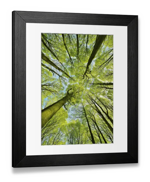 Framed Print : Sunny beech forest in spring, frog perspective Framed Print : Sunny beech forest in spring, frog perspective