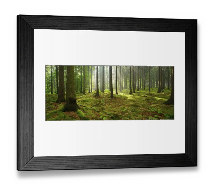 Framed Print : Sun shines through light spruce forest