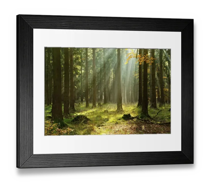 Framed Print : Light-flooded spruce forest in autumn