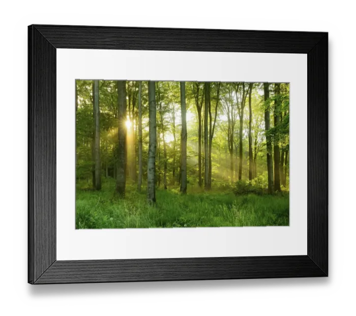 Framed Print : Light-flooded beech forest in the early morning