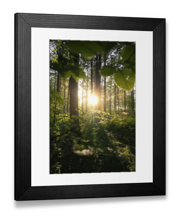 Framed Print : Sunrise in the forest, the sunlight penetrates through the trees and creates a peaceful and green environment