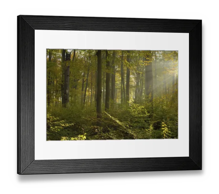 Framed Print : Sunrays in the autumnally coloured deciduous forest from Common beech (Fagus sylvatica)