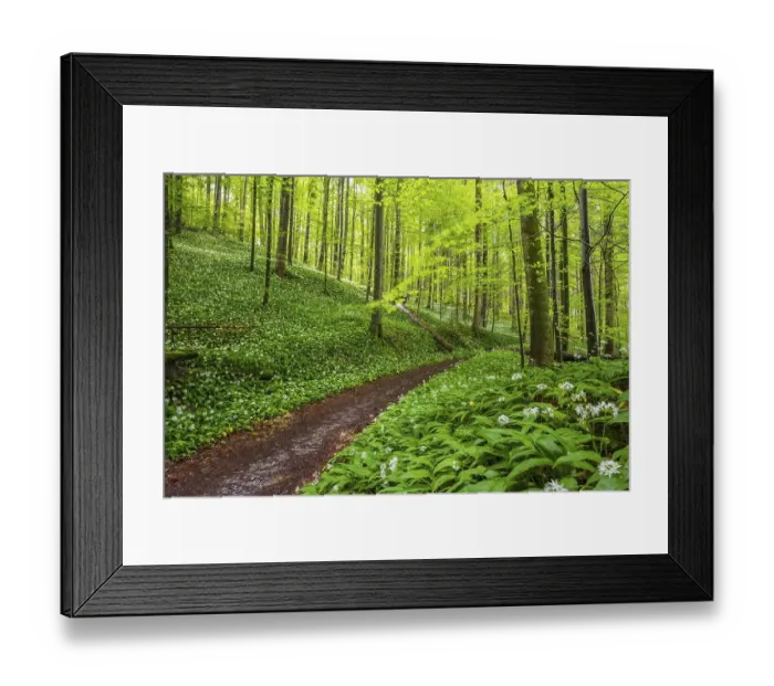 Framed Print : Blooming ramson (Allium ursinum)